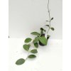 Hoya cinnamomifolia (VR)