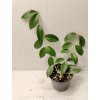 Hoya rubida (VR)