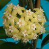 Hoya nicholsoniae (VR)