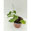Hoya nicholsoniae (VR)