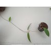 Hoya amoena (VR)