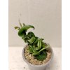 Hoya carnosa 'compacta' (ZR)