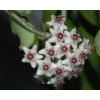 Hoya kanyakumariana
