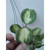 Hoya obovata 'variegata' (IMP)