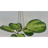 Hoya obovata 'variegata'