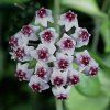 Hoya obovata 'variegata' (IMP)