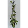 Hoya obovata 'variegata' (XL)