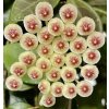 Hoya sipitangensis