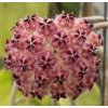 Hoya mindorensis 'Pink Dragon' (ZR)