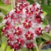 Hoya mindorensis 'Red Star'