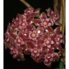 Hoya parasitica 'splash' (Laos) (VR)