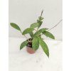 Hoya parasitica 'splash' (Laos) (VR)