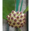 Hoya kerrii (větší řízek)