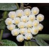 Hoya lacunosa 'Eskimo' (ST)