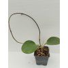 Hoya loyceandrewsiana (ZR)