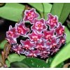 Hoya pubicalyx  cv. Silver Pink (VR)