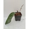 Hoya rigida 'long leaf' (ZR)