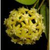 Hoya pentaphlebia