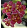 Hoya gracilis (ZR)