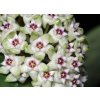 Hoya parasitica 'heart leaf'