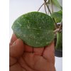 Hoya parasitica 'heart leaf'