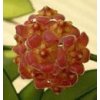 Hoya davidcummingii