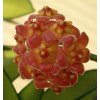 Hoya davidcummingii