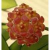Hoya davidcummingii