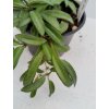 Hoya sp. Way Kambas (ST)