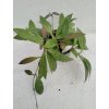 Hoya gracilis memoria (ST)