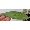 Hoya finlaysonii 'Songkhla' (IMP)