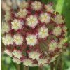 Hoya finlaysonii 'Songkhla' (IMP)