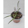 Hoya acicularis 'mutate' (ZR)