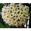 Hoya coriacea aff. (ZR)