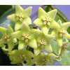 Hoya chlorantha