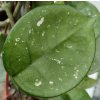 Hoya carnosa 'Freckles' (závěs, prům.9cm)