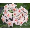 Hoya carnosa 'Snowball'