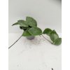 Hoya carnosa 'Snowball' (VR)