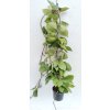 Hoya carnosa 'Snowball' (trs XXL)
