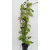 Hoya carnosa 'Snowball' (trs XXL)