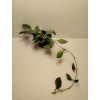 Hoya limoniaca (VR)