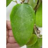 Hoya aldrichii IML 1418