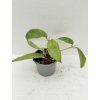 Hoya aldrichii IML 1418 (ZR)