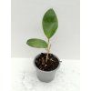 Hoya aldrichii IML 1418 (ZR)