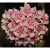 Hoya aldrichii IML 1418 (ZR)