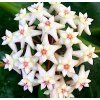 Hoya arnottiana (VR)