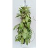 Hoya incrassata (trs XXL)