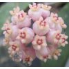 Hoya scortechini 'pink flower' (VT)