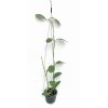 Hoya meliflua (VR)