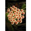 Hoya walliniana (UT 152) (ST)